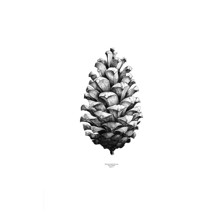 Poster 1:1 Pine Cone - blanc, 50x70 cm - Paper Collective